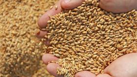 В ряде российских регионов подорожала пшеница – «ПроЗерно»
